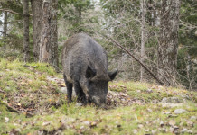 Gestione del cinghiale, dossier alla Camera Gestione del cinghiale