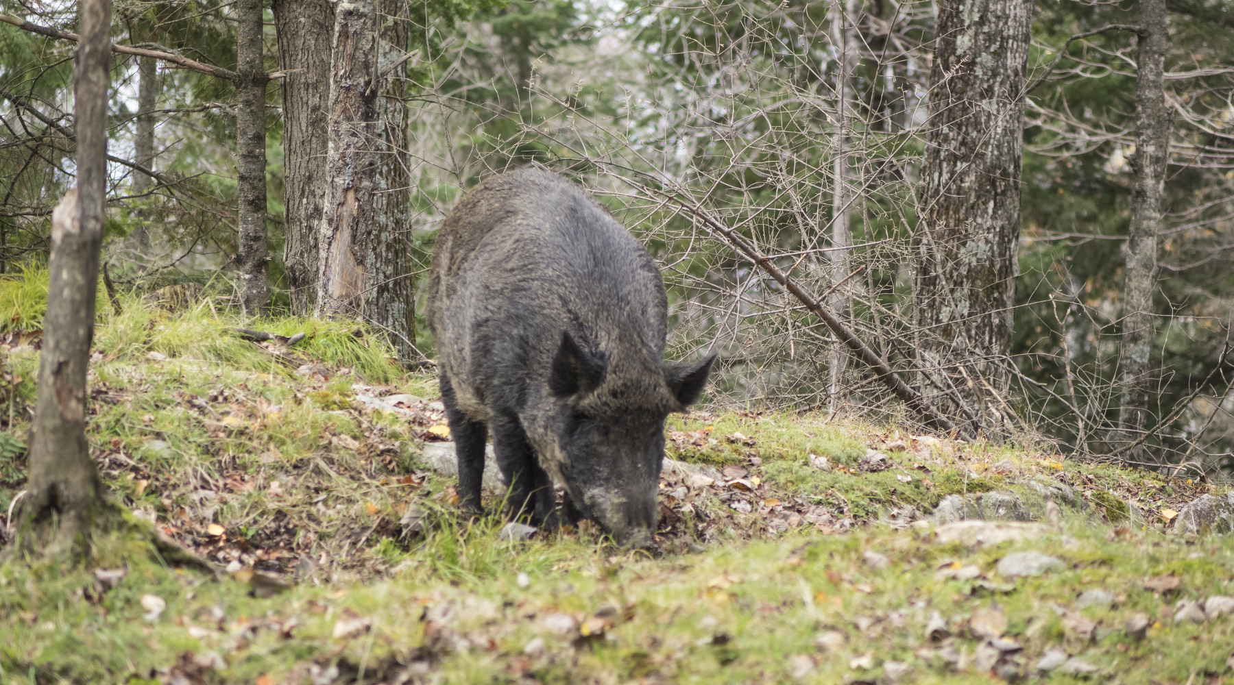 Gestione del cinghiale, dossier alla Camera Gestione del cinghiale