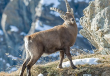 Lo stambecco alpino: attualità e prospettive Lo stambecco alpino attualità e prospettive