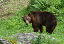 Orsi in Trentino, la posizione della giunta Orsi in Trentino