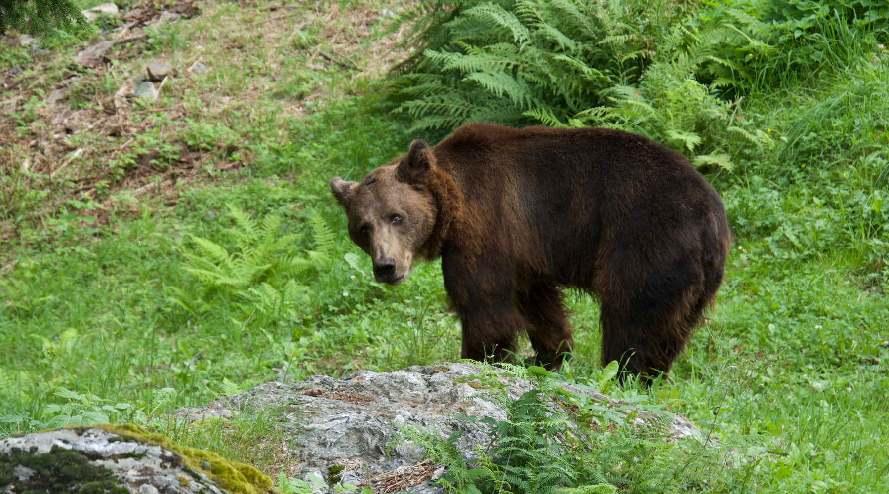 Orsi in Trentino, la posizione della giunta Orsi in Trentino