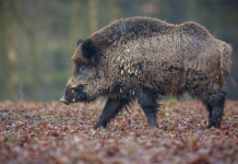 Peste suina africana: quanti casi in Italia? Peste suina africana: cinghiale nella foresta