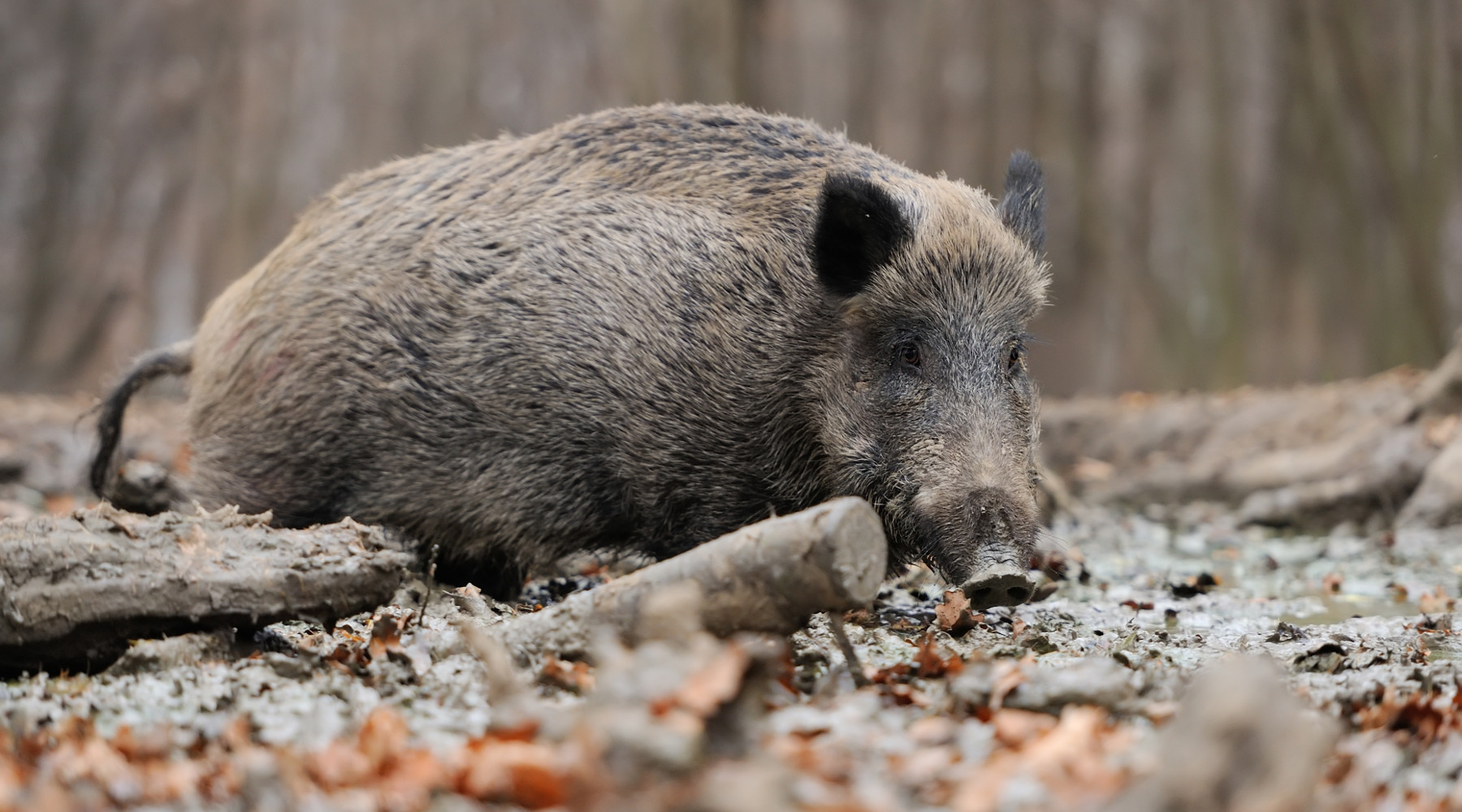 Piano di controllo della fauna selvatica, Arcicaccia contro governo Piano di controllo della fauna selvatica: cinghiale nel bosco