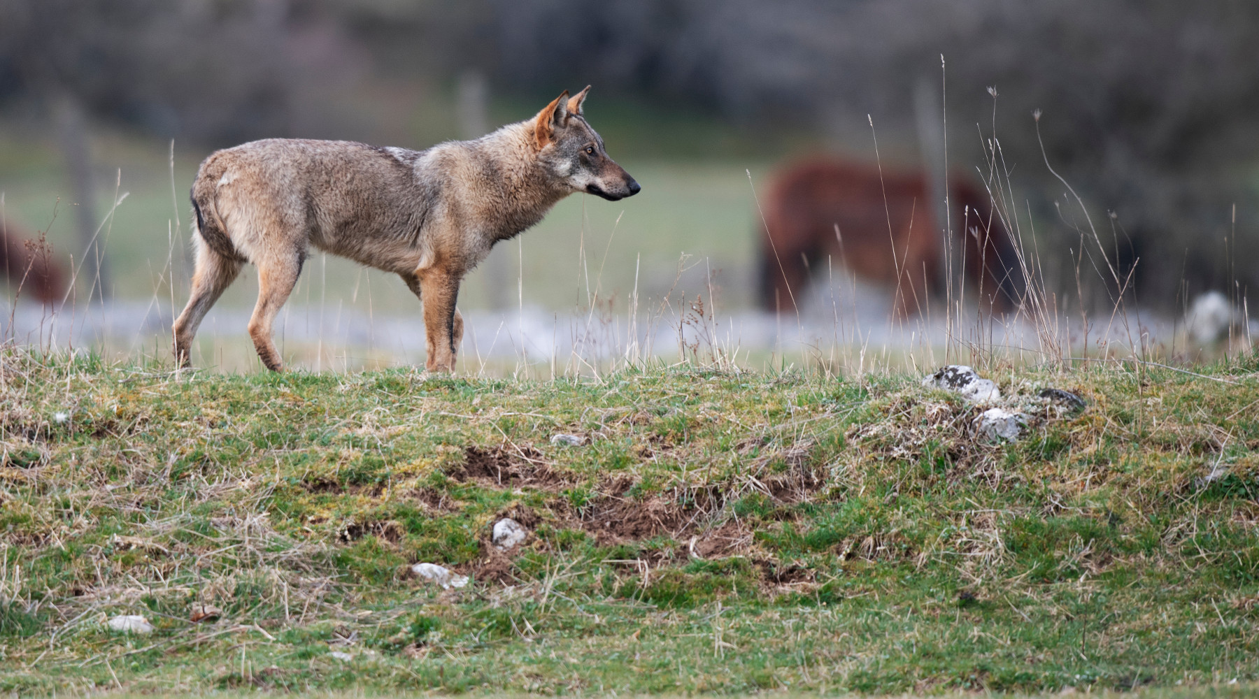 Presenza del lupo, interpellanza del Pd Presenza del lupo: lupo in Abruzzo, vicino ad allevamento