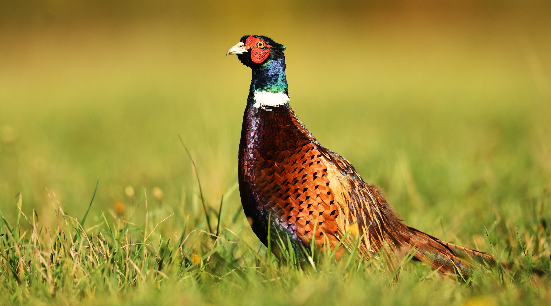 Ripristino degli habitat naturali, la richiesta della Face Ripristino degli habitat naturali: fagiano