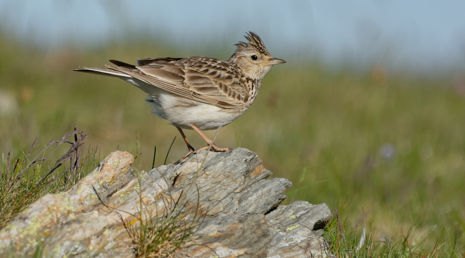 Caccia all’allodola in Umbria, la posizione della giunta Caccia all’allodola in Umbria, la posizione della giunta