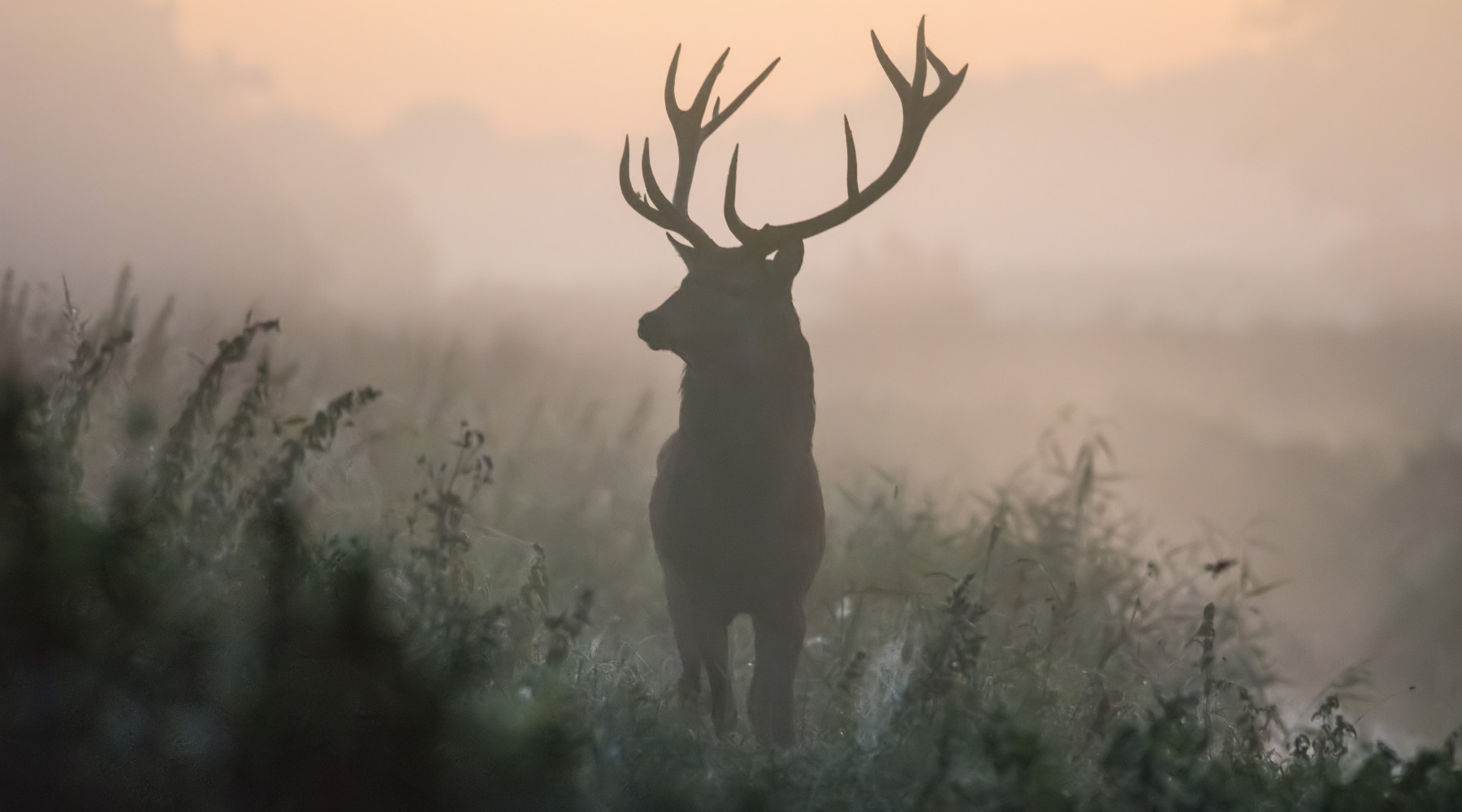 Caccia di selezione in Umbria, definito calendario Caccia di selezione in Umbria: cervo nella nebbia, visto frontalmente
