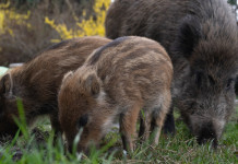 Disposte sanzioni per intralcio al depopolamento del cinghiale Disposte sanzioni per intralcio al depopolamento del cinghiale