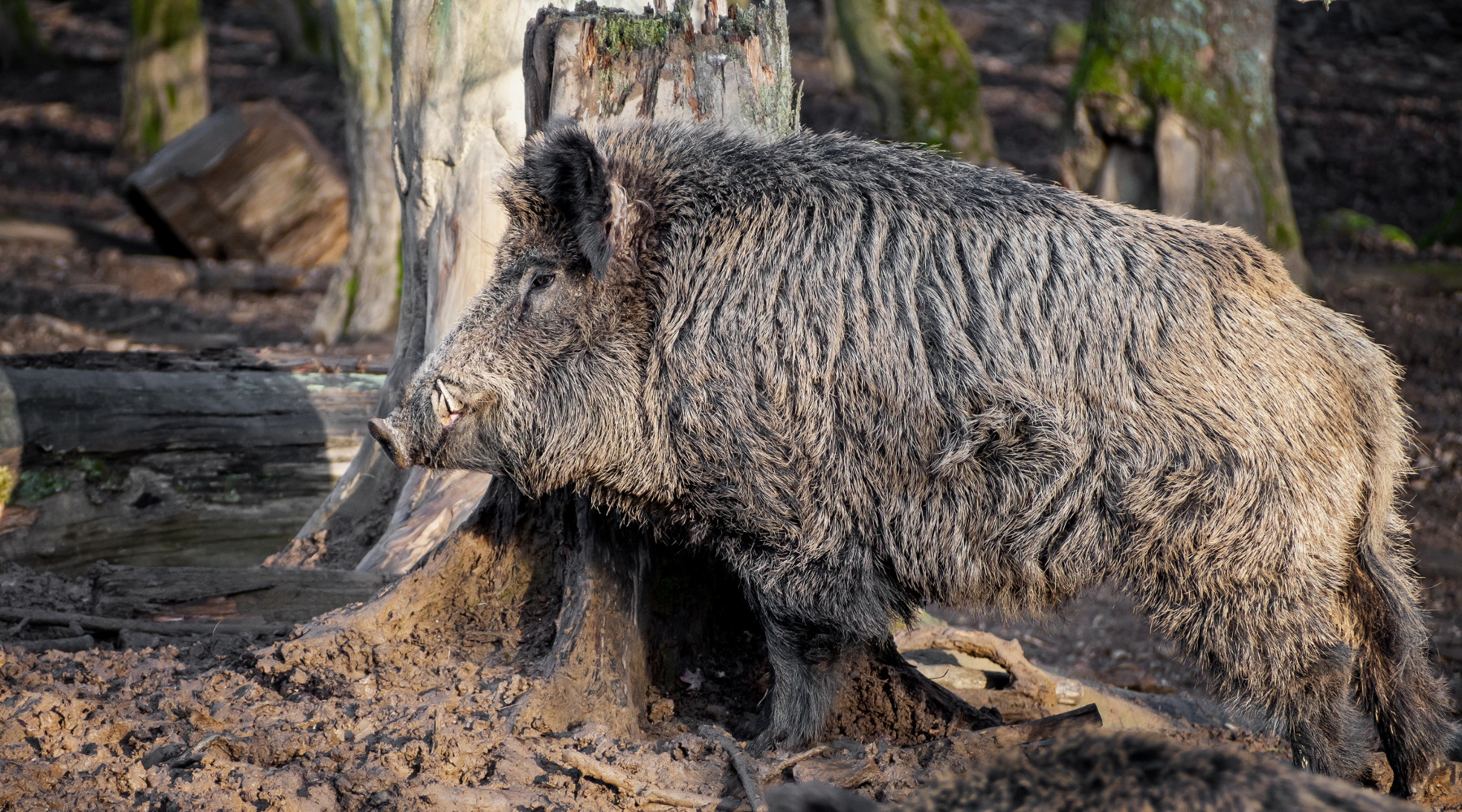 Gestione privata e sociale della caccia, Arcicaccia contro governo Gestione privata e sociale della caccia: cinghiale nel bosco