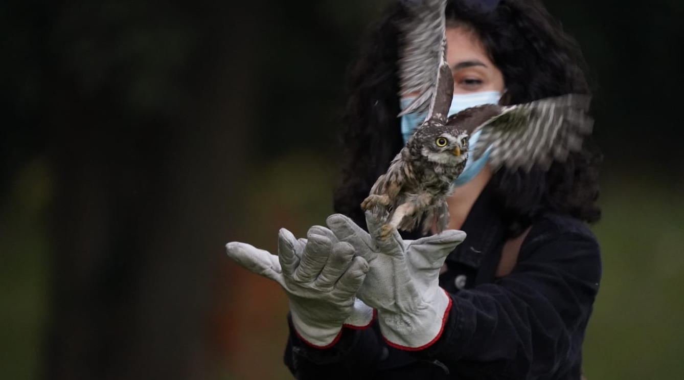 Mezzo milione per i centri di recupero della fauna in Lombardia Mezzo milione per i centri di recupero della fauna in Lombardia: rilascio civetta in natura