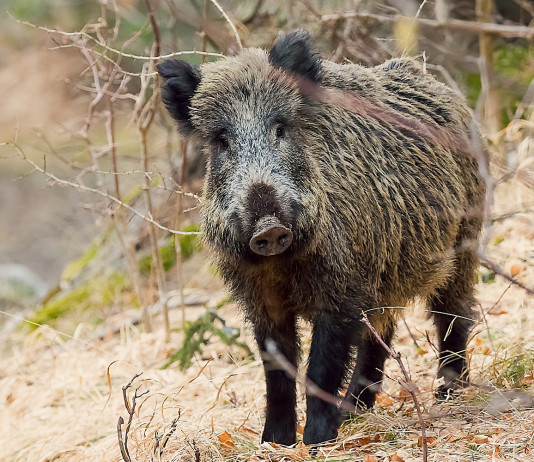 Peste suina africana, Federcaccia chiede meno burocrazia Peste suina africana, Federcaccia chiede meno burocrazia