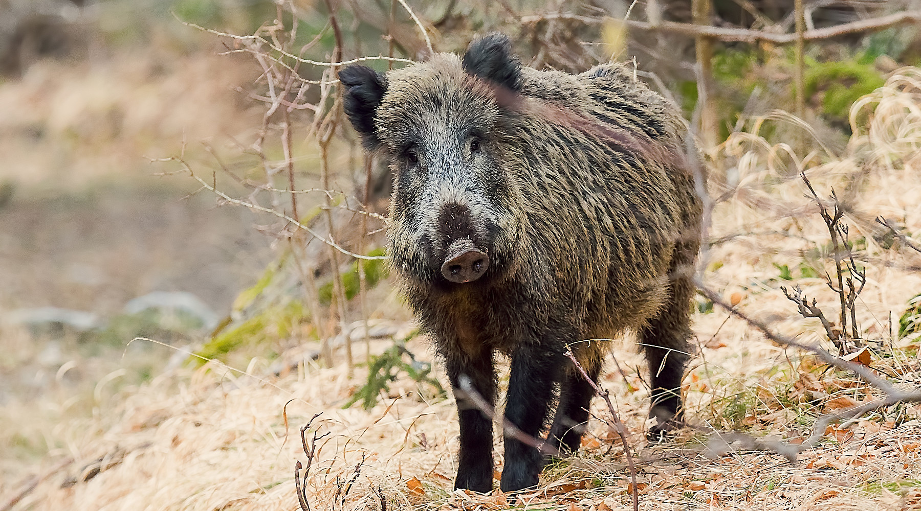 Peste suina africana, Federcaccia chiede meno burocrazia Peste suina africana, Federcaccia chiede meno burocrazia