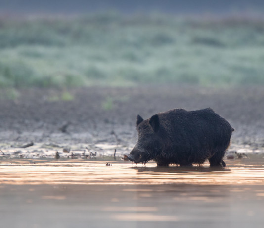 Peste suina africana, buone notizie dalla Sardegna Peste suina africana: cinghiale in ambiente naturale