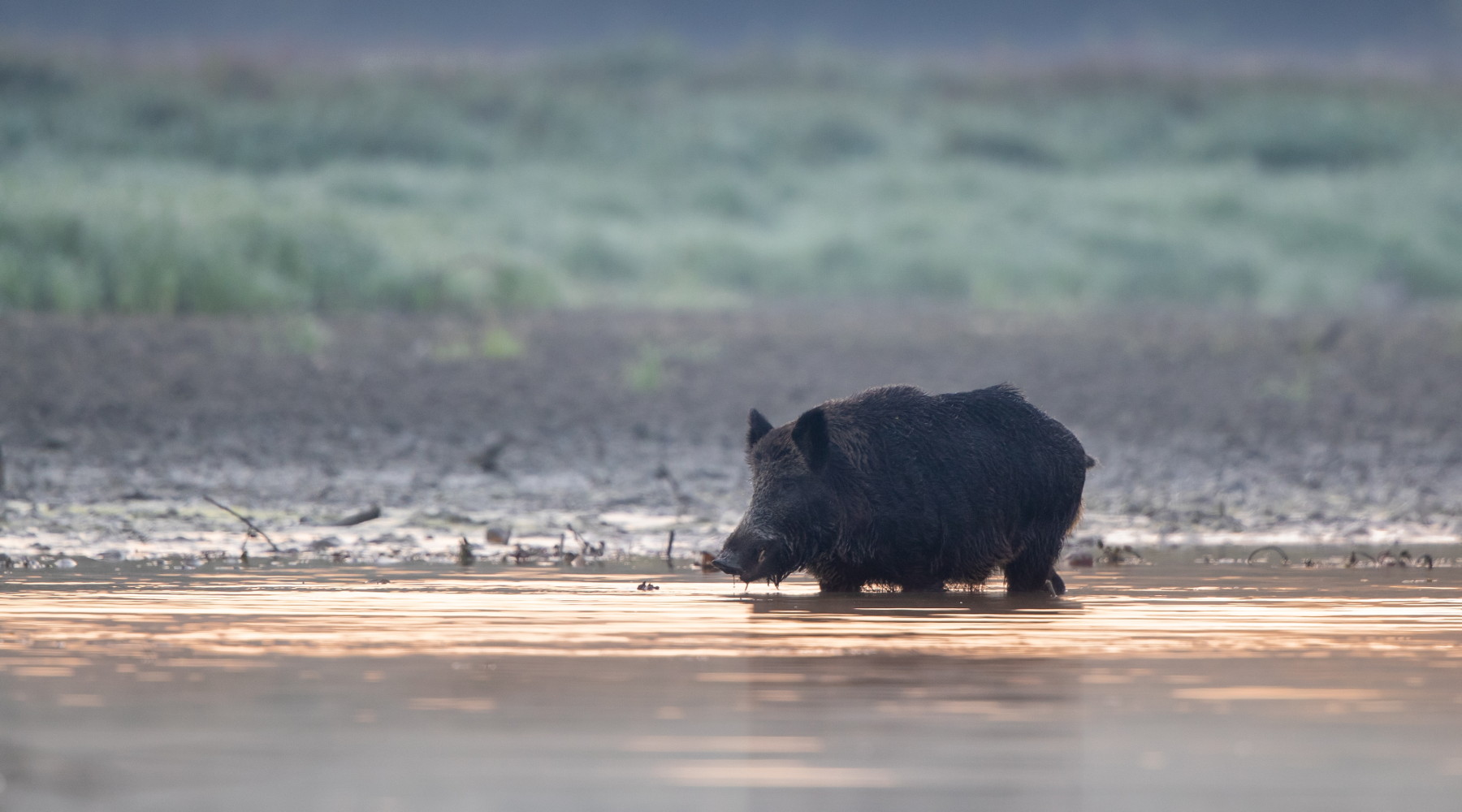 Peste suina africana, buone notizie dalla Sardegna Peste suina africana: cinghiale in ambiente naturale