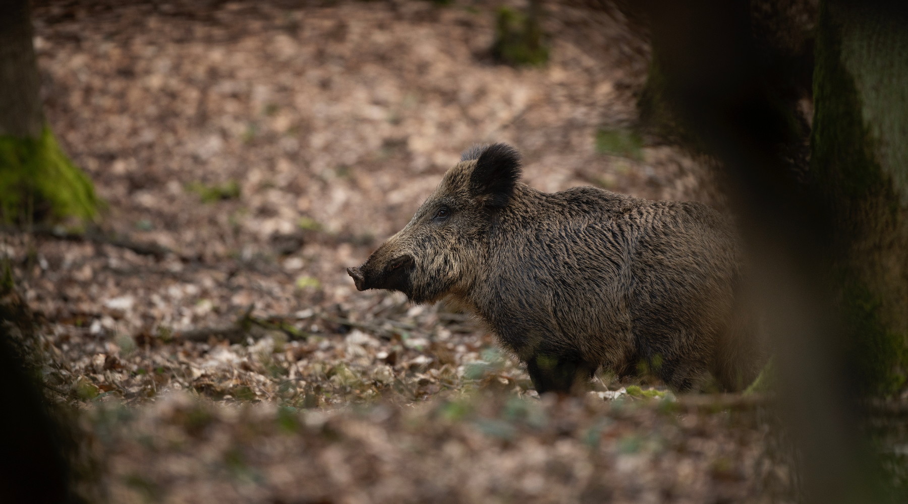 Peste suina africana in Campania, diciassette comuni in zona infetta Peste suina africana in Campania: cinghiale nel bosco