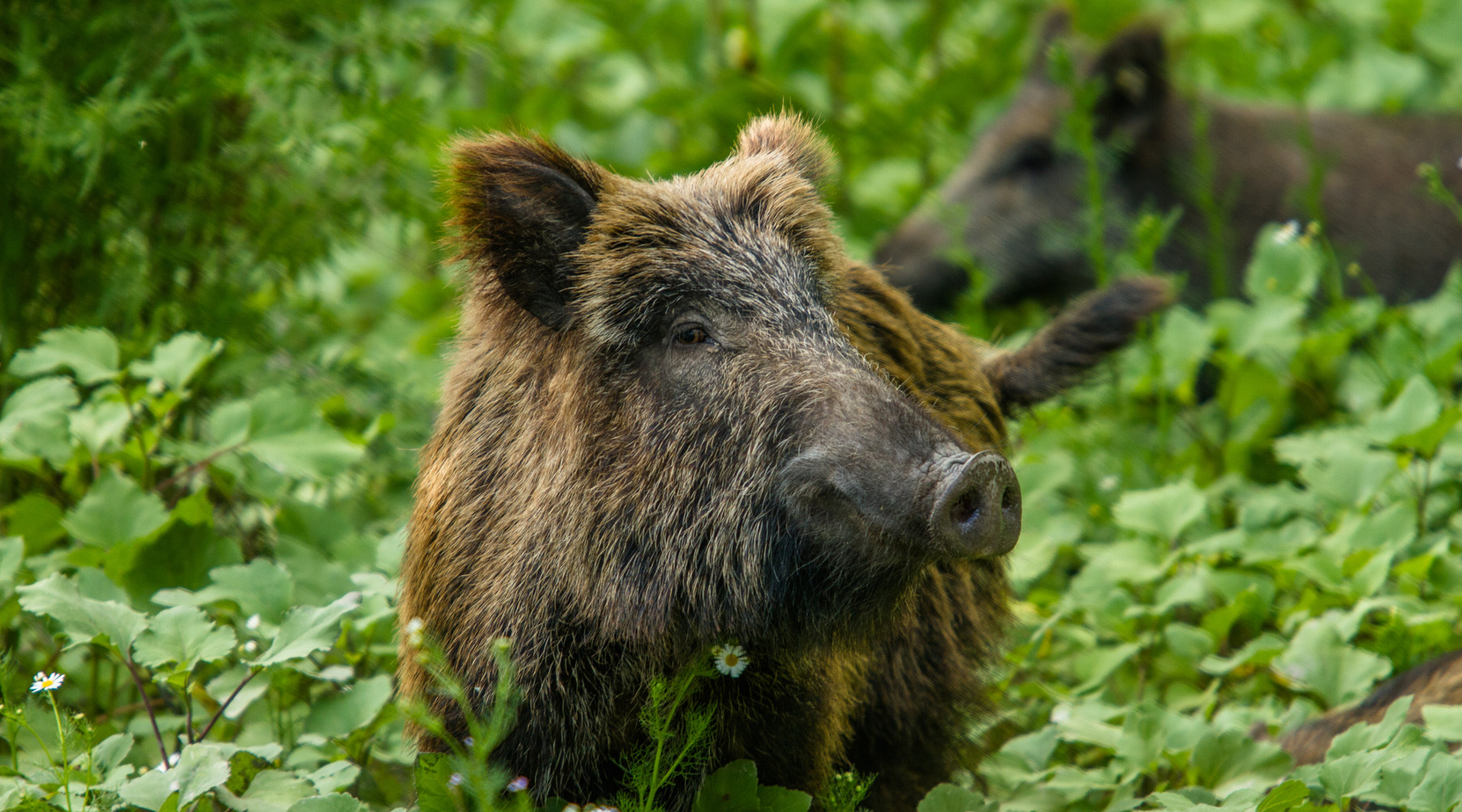 Peste suina africana in Campania Peste suina africana in Campania: cinghiale nella foresta