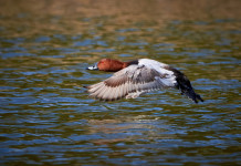 Approvato il calendario venatorio del Veneto 2023/2024 Approvato il calendario venatorio del Veneto 2023 2024: moriglione in volo