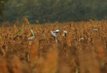 Caccia alla tortora dal collare in Toscana, l’anticipazione Caccia alla tortora dal collare in Toscana: campo di cereali