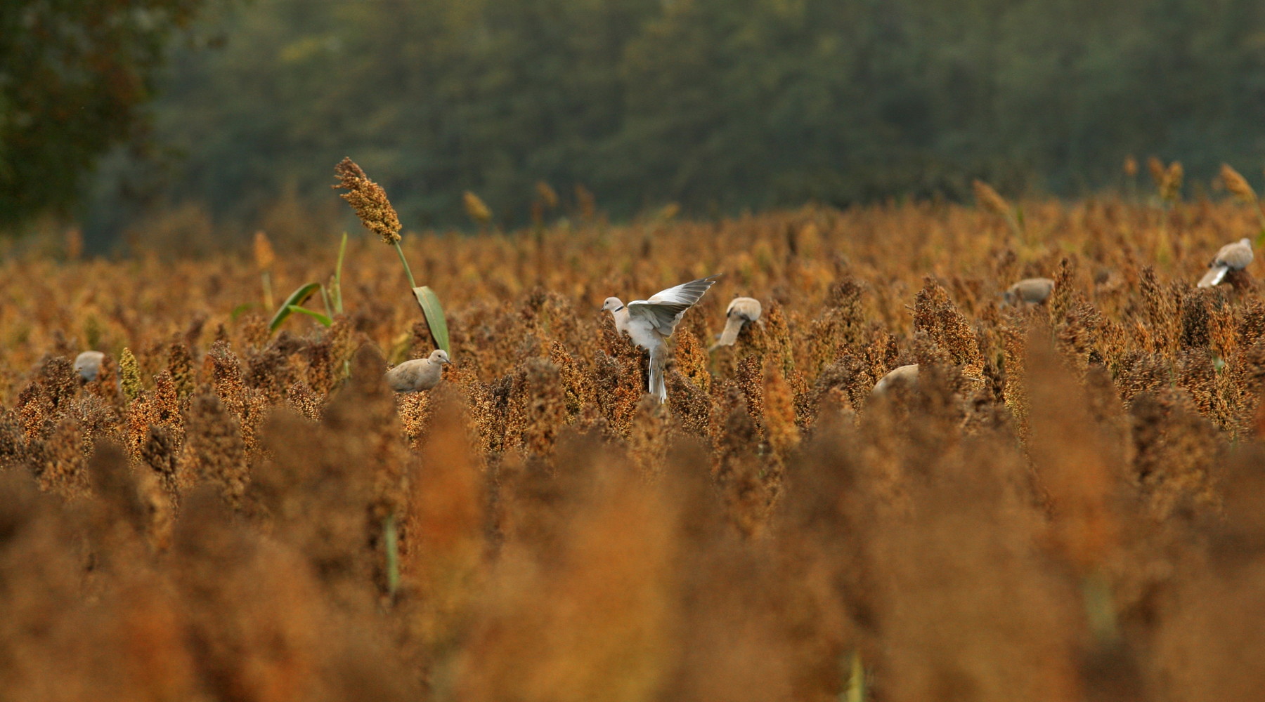 Caccia alla tortora dal collare in Toscana, l’anticipazione Caccia alla tortora dal collare in Toscana: campo di cereali