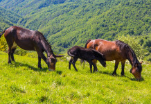 Confini dei Parchi regionali, la sentenza della Corte costituzionale Confini dei Parchi regionali: cavalli nel Parco dell'Antola