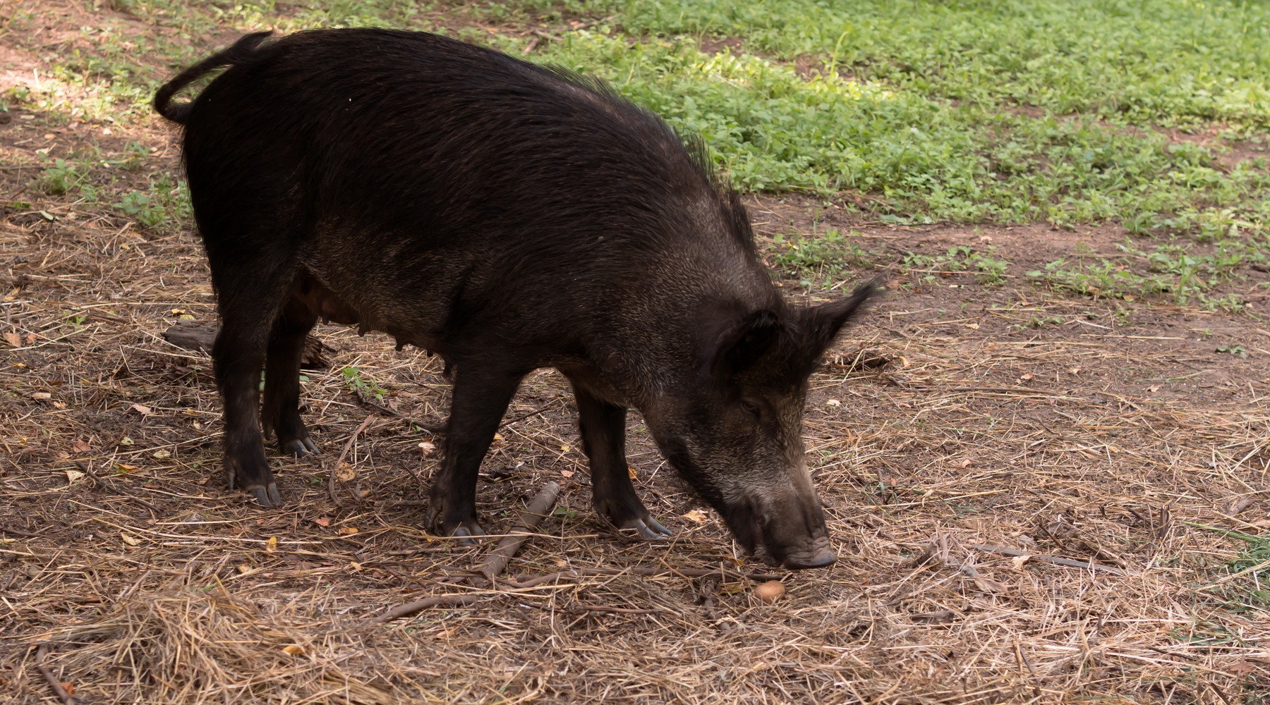 Gli italiani e i cinghiali, indagine Coldiretti Gli italiani e i cinghiali, indagine Coldiretti: cinghiale mangia