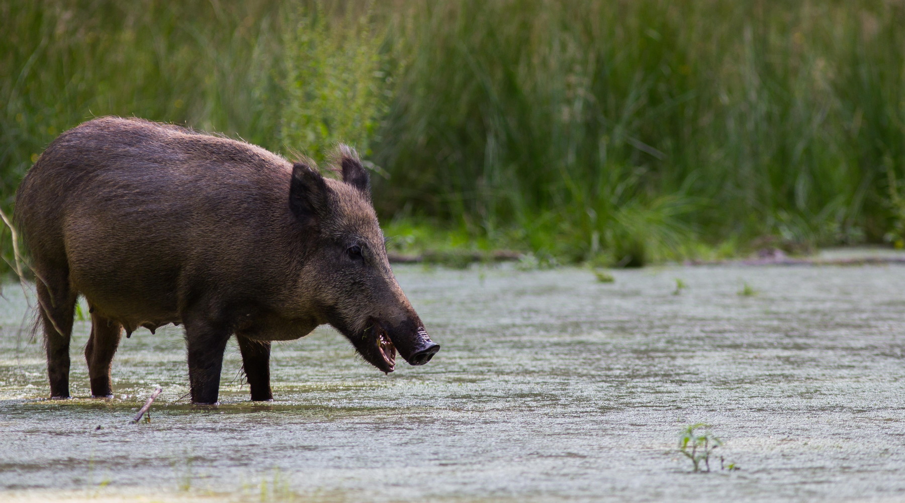 La peste suina africana nel sud Italia il ruolo dei cacciatori La peste suina africana nel sud Italia: cinghiale in zona umida