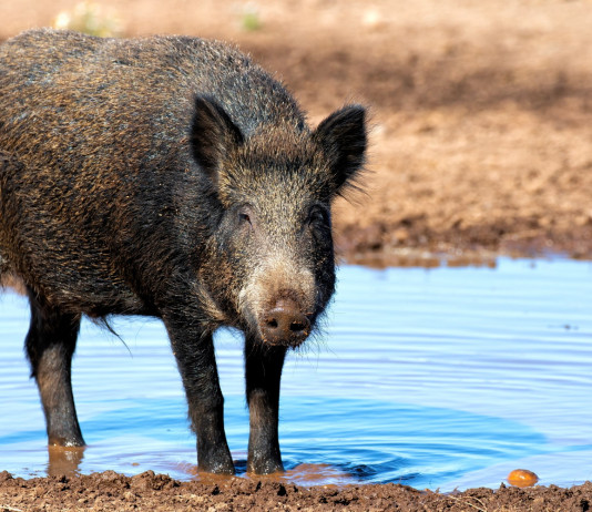 Peste suina africana, audizione del commissario Peste suina africana: cinghiale vicino a pozza d'acqua