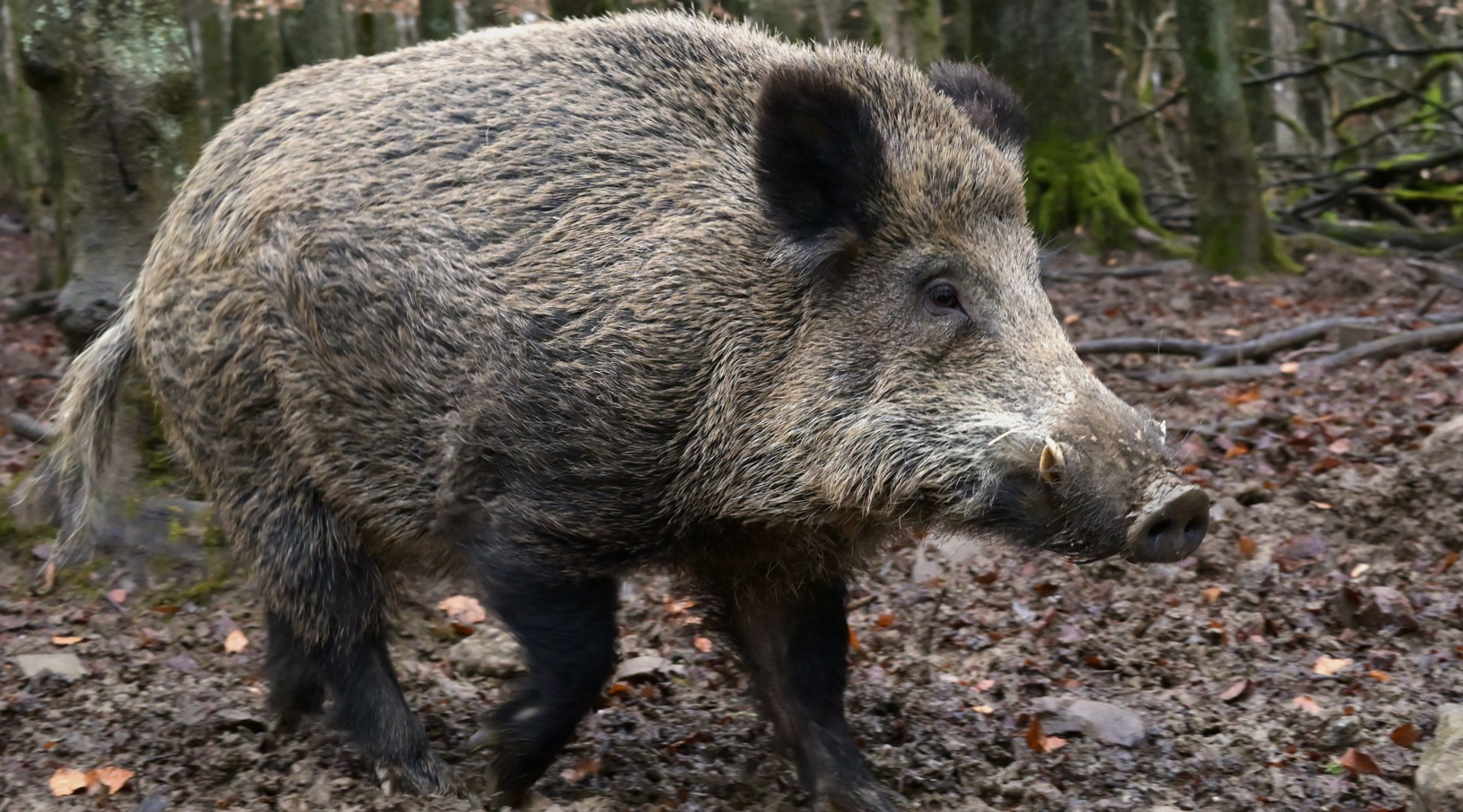 Peste suina africana in Calabria, le richieste dei cacciatori Peste suina africana in Calabria: cinghiale