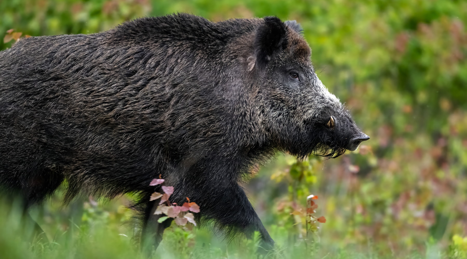 Peste suina africana in Italia la situazione Peste suina africana in Italia: cinghiale
