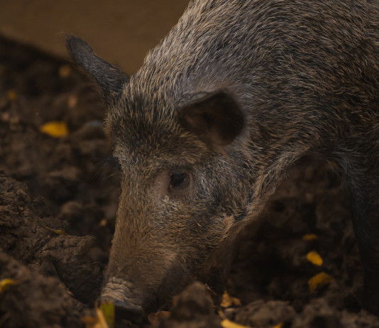 Peste suina africana nel Sud Italia, zona di restrizione in Basilicata Peste suina africana nel Sud Italia: cinghiale in primo piano
