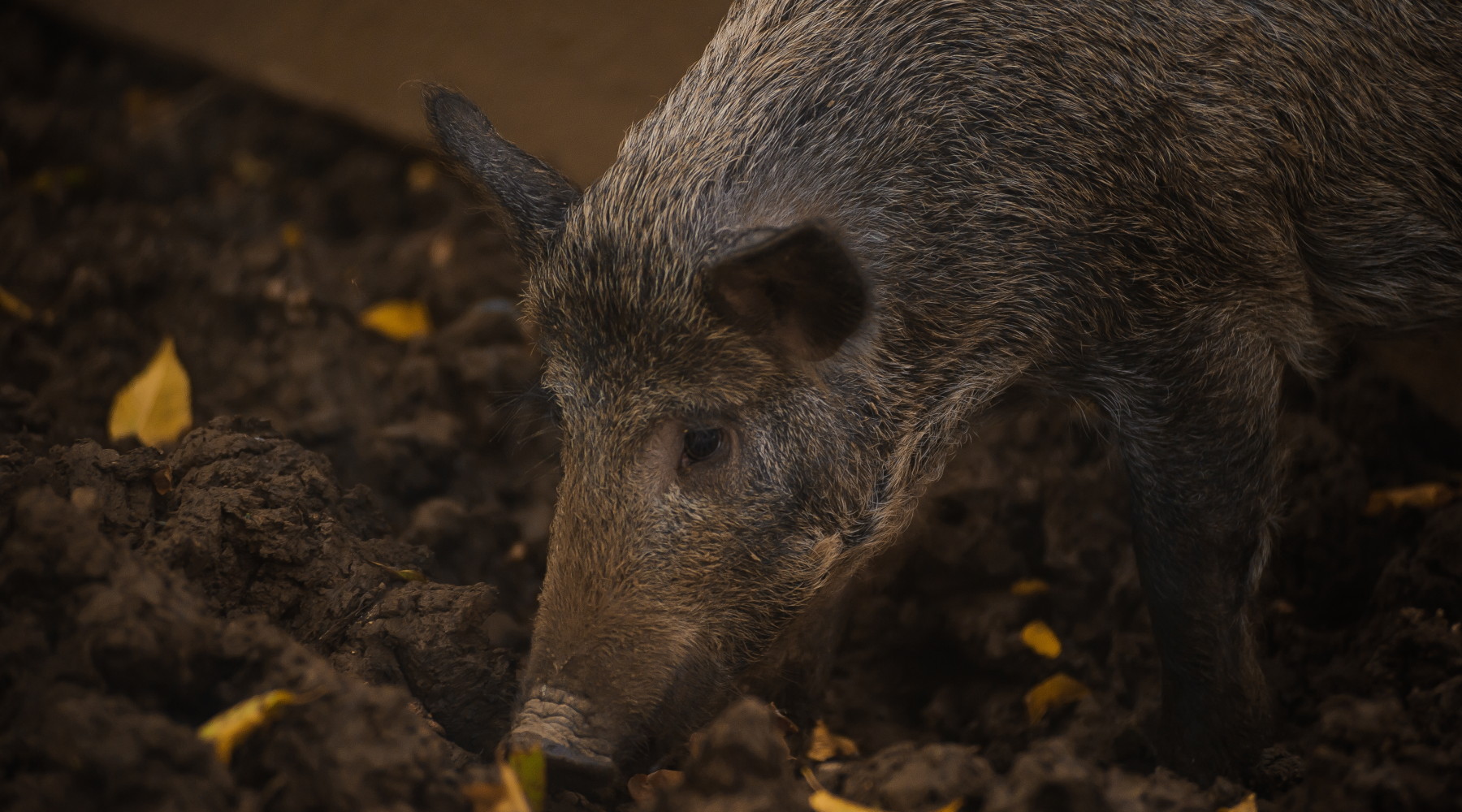 Peste suina africana nel Sud Italia, zona di restrizione in Basilicata Peste suina africana nel Sud Italia: cinghiale in primo piano