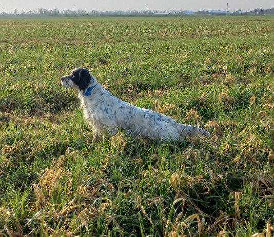 Caccia con il cane da ferma a I Prati di Frescarolo A caccia con il cane da ferma a I Prati di Frescarolo