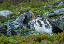 Approvato il calendario venatorio della Valle d’Aosta Approvato il calendario venatorio della Valle d’Aosta: pernice bianca (Lagopus muta), rock ptarmigian