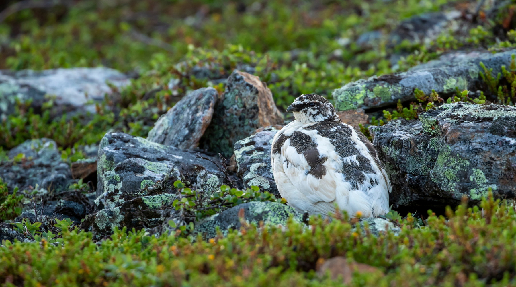 Approvato il calendario venatorio della Valle d’Aosta Approvato il calendario venatorio della Valle d’Aosta: pernice bianca (Lagopus muta), rock ptarmigian