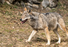 Audizione alla Camera su gestione grandi carnivori Audizione alla Camera su gestione grandi carnivori e fauna selvatica: lupo nel bosco