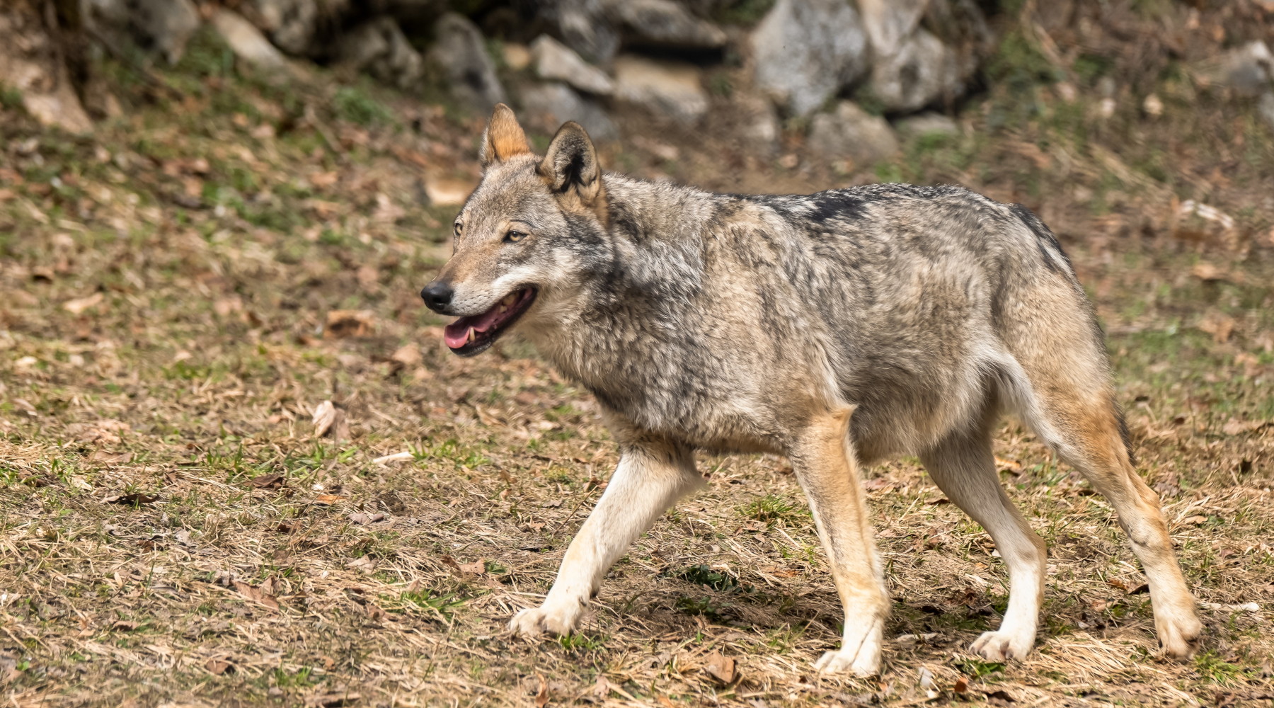 Audizione alla Camera su gestione grandi carnivori e fauna selvatica Audizione alla Camera su gestione grandi carnivori e fauna selvatica: lupo nel bosco