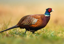 Calendario venatorio della Campania 2023/2024: i dettagli Calendario venatorio della Campania 2023/2024: fagiano (Phasianus colchicus)