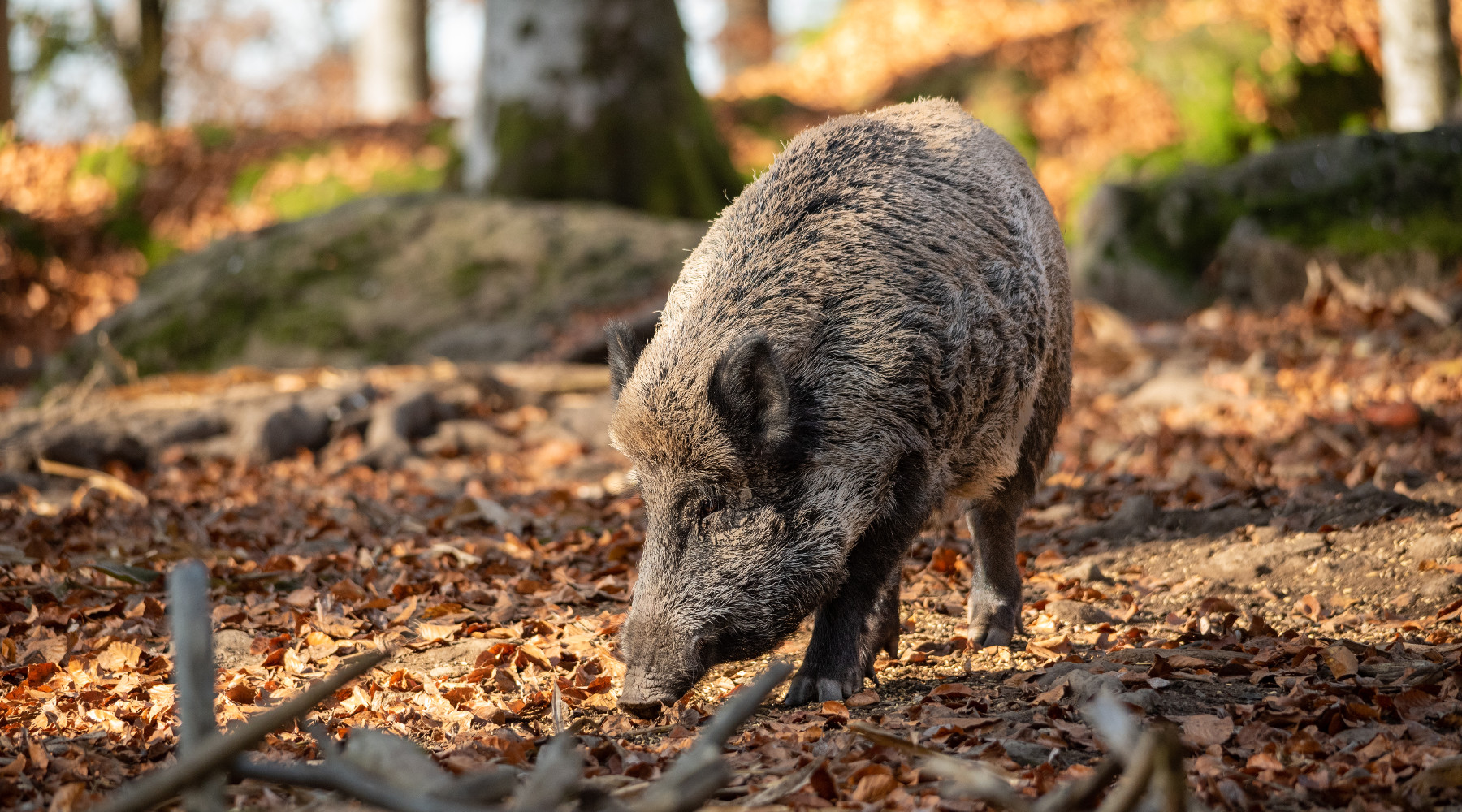 Peste suina africana in Lombardia, ok mozione Pd Peste suina africana in Lombardia: cinghiale in ambiente autunnale