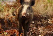 Peste suina africana: nuovi casi al nord-ovest Peste suina africana: cinghiale