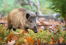 Quasi mille i casi di peste suina africana in Italia Quasi mille i casi di peste suina africana in Italia: cinghiale nella foresta