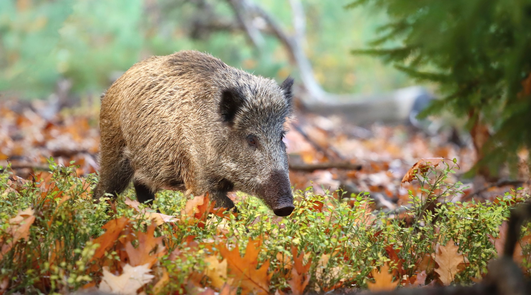Quasi mille i casi di peste suina africana in Italia Quasi mille i casi di peste suina africana in Italia: cinghiale nella foresta