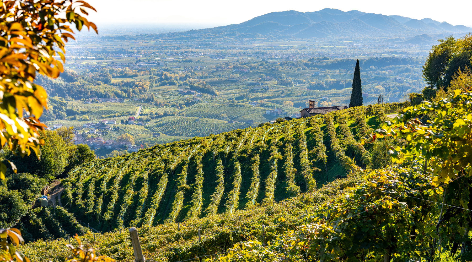 Approvato il piano faunistico-venatorio del Veneto Approvato il piano faunistico-venatorio del Veneto: Valdobbiadene, colline sulla strada del prosecco