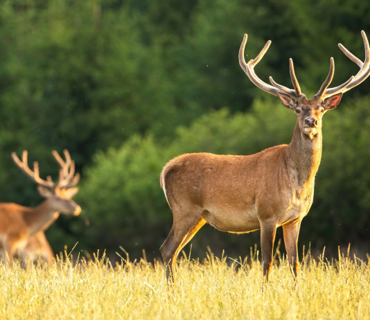 Caccia di selezione al cervo in Toscana: calendario e piano per le aree non vocate Caccia di selezione al cervo in Toscana: due cervi maschi in ambiente naturale