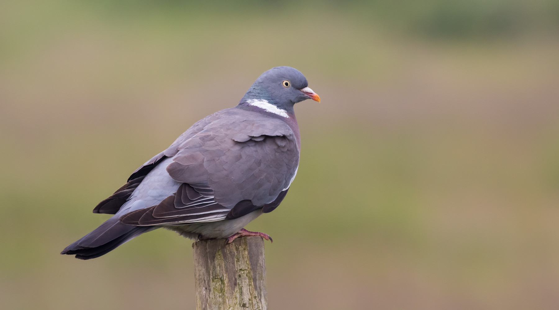Dove e a quali specie consentita la preapertura della caccia Dove e a quali specie consentita la preapertura della caccia: colombaccio (Columba palumbus)