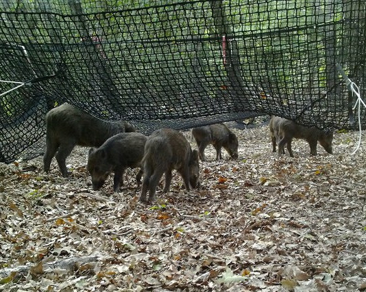 Peste suina africana, Ispra sperimenta nuova trappola Peste suina africana, Ispra sperimenta nuova trappola di cattura: cinghiali con trappola Pig Brig