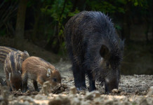 Peste suina africana in Italia: i numeri aggiornati Peste suina africana in Italia: cinghiale adulto con piccoli mangia nella foresta