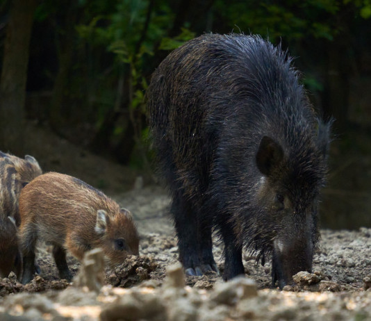 Peste suina africana in Italia: i numeri aggiornati Peste suina africana in Italia: cinghiale adulto con piccoli mangia nella foresta