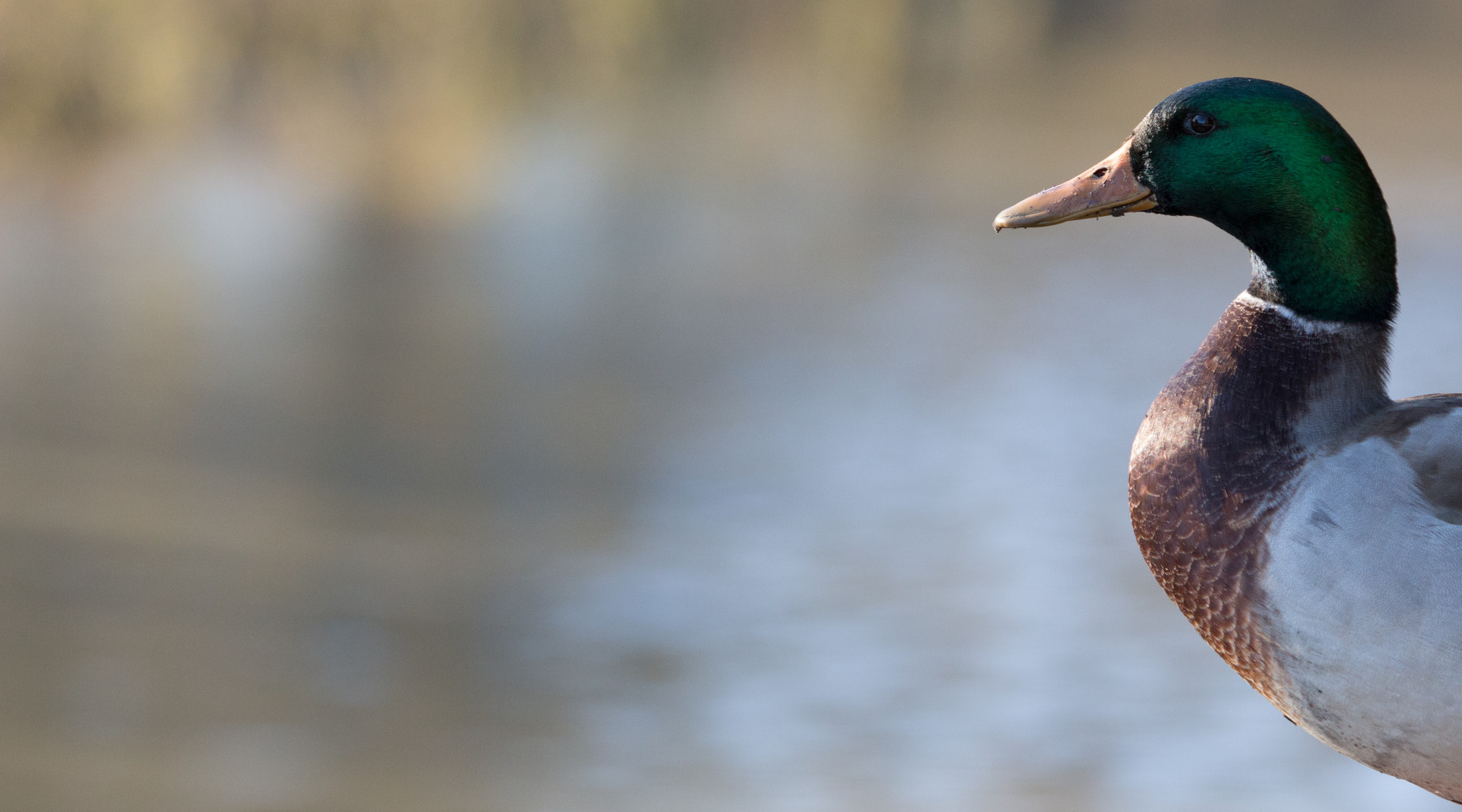 La caccia in Veneto resta aperta La caccia in Veneto resta aperta: germano reale in ambiente acquatico