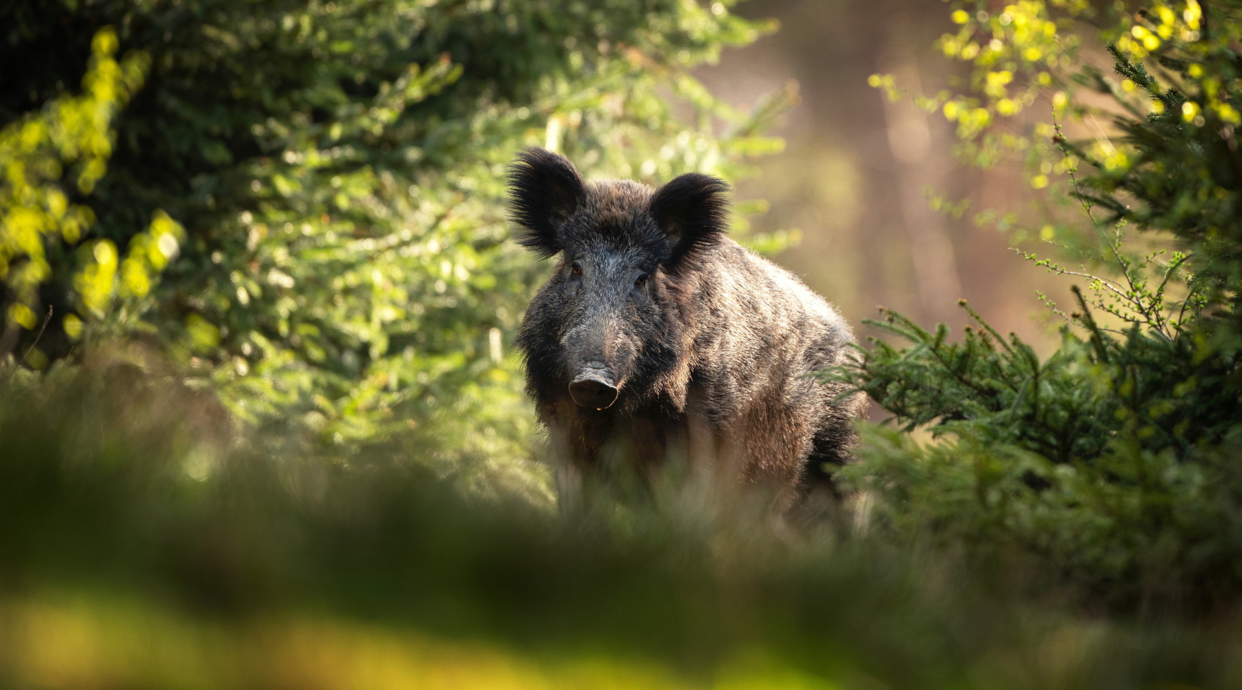 Peste suina africana, si riduce la zona rossa in Campania Peste suina africana, si riduce la zona rossa in Campania: cinghiale nella foresta