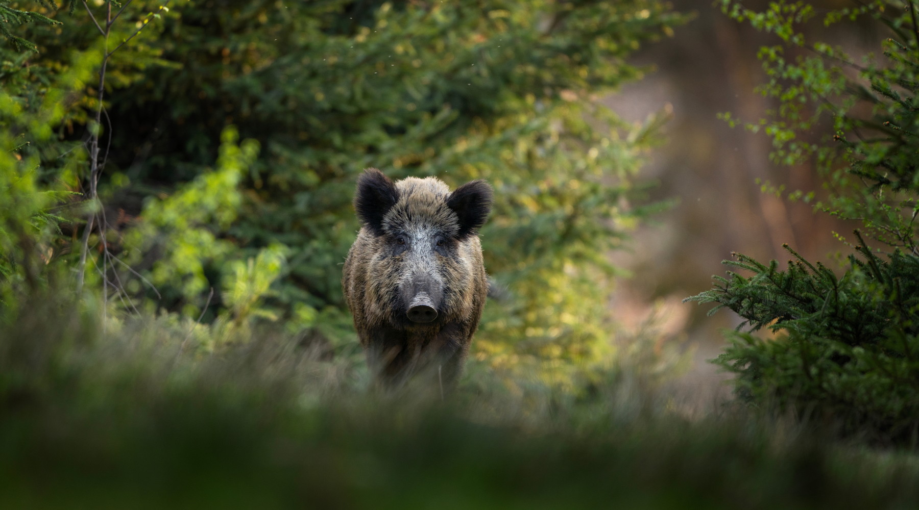 Quanti cinghiali positivi alla peste suina africana in Italia? Quanti cinghiali positivi alla peste suina africana in Italia: cinghiale nella foresta, visto frontalmente